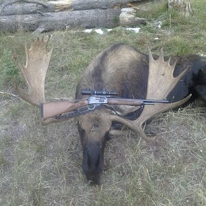 Moose Hunting