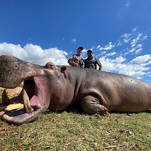 Hippopotamus Hunting Zimbabwe