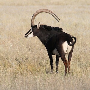 Sable Wildlife Noth West Province South Africa