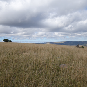 Eastern Cape South Africa Nature