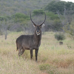 Waterbuck Wildlife South Africa