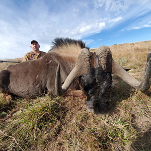 Black Wildebeest Hunting South Africa