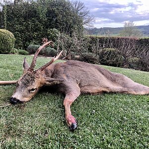 Roe Deer Hunt Belgium