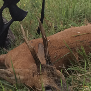 Roe Deer Hunting France