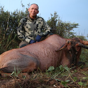 Abnormal Tsessebe Hunt Namibia