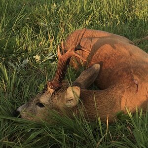 Roe Deer Hunting