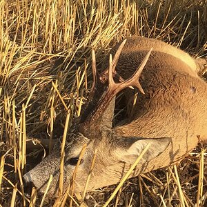 Roe Deer Hunting