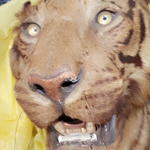 Van Ingen Tiger  Shoulder Mount Taxidermy