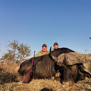 Buffalo Hunting South Africa