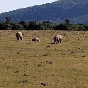 Rhino Wildlife Eastern Cape South Africa