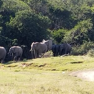 Elephant Wildlife Eastern Cape South Africa