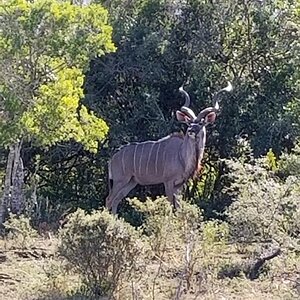 Kudu Wildlife Eastern Cape South Africa