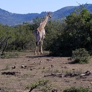 Giraffe Wildlife Eastern Cape South Africa