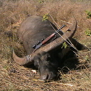 Buffalo Hunting Australia