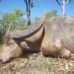 Buffalo Hunting Australia