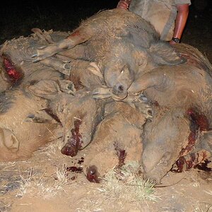 Pig Hunting Australia