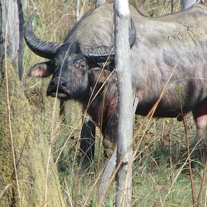 Buffalo Wildlife Australia