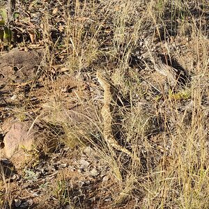 Puff Adder Snake