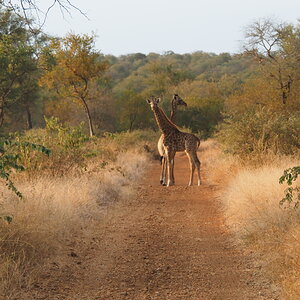 Giraffe Wildlife Limpopo South Africa