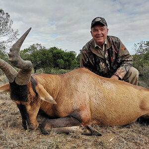 Red Hartebeest Hunting South Africa