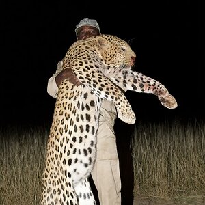 Leopard Hunt Windhoek Namibia