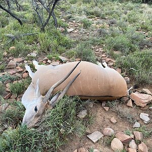 Eland Cow North Eadtern Cape South Africa