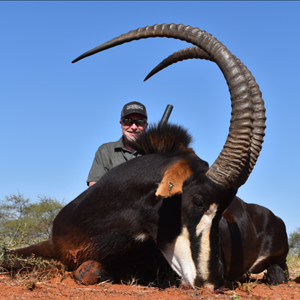 Sable Hunt Waterberg Mountains Limpopo Province Of South Africa