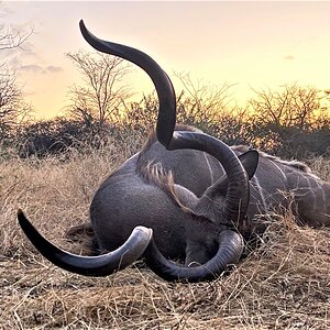 Kudu Hunt Kruger Park South Africa