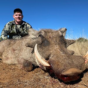 Warthog Hunting South Africa