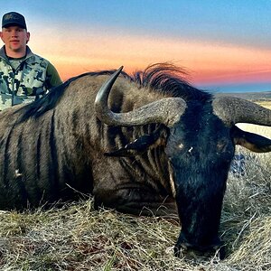 Blue Wildebeest Hunting South Africa