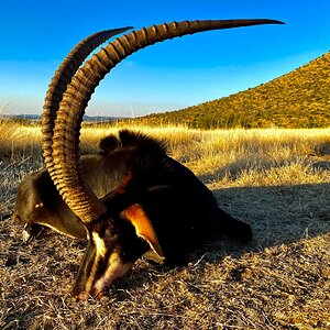 Sable Hunt South Africa