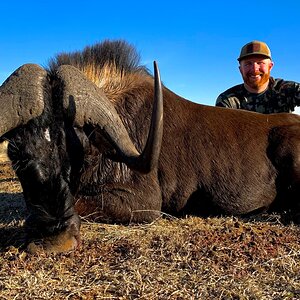 Black Wildebeest Hunt South Africa