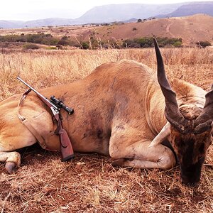 Eland Hunting