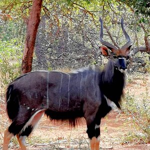 Unique Nyala South Africa Wildlife