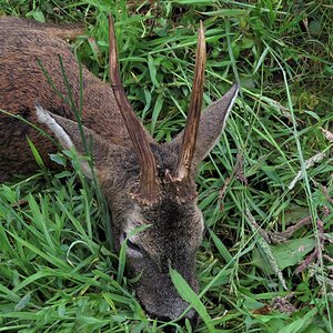 Roe Deer Hunt Belgium