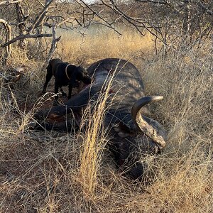 Buffalo Hunt South Africa