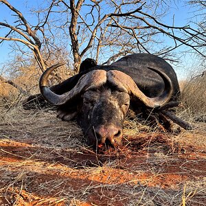 Buffalo Hunt South Africa