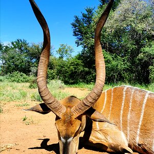 Nyala Hunting South Africa