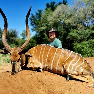 Nyala Hunting South Africa