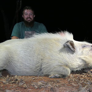 Bushpig Hunting South Africa