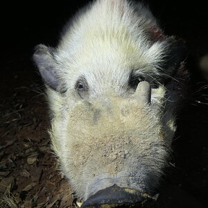 Bushpig Hunting South Africa