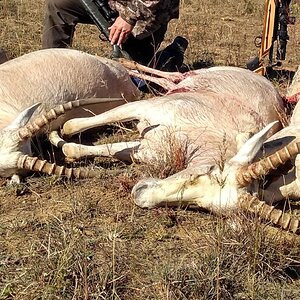 White Blesbok Hunting South Africa