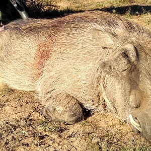 Warthog Hunting South Africa