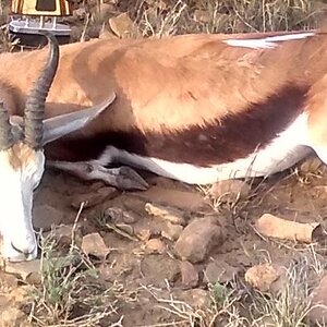 Springbok Hunting South Africa