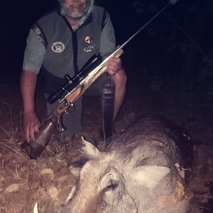 Warthog Hunting Limpopo South Africa