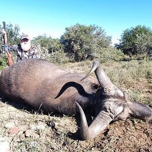 Cape Buffalo Cow Hunting South Africa