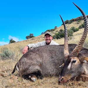 Waterbuck Hunt Karoo South Africa