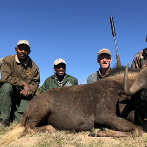 Black Wildebeest Hunt  Eastern Cape South Africa