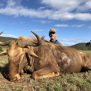 Golden Wildebeest Hunt  Eastern Cape South Africa