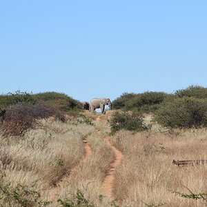 Elephant Wildlife Namibia